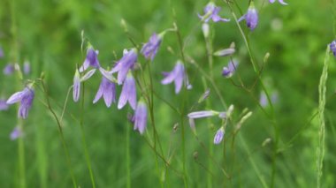 Bir yağmur fırtınası sırasında rüzgarda sallanan çan şeklindeki yeşil çiçeklerin yakın çekimi. Görüntü çiçeklerin narin yapısını ve yağmurla ıslanmış yaprakları bulanık doğal bir arka plana karşı gösteriyor..