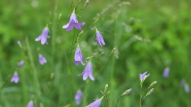 Bir yağmur fırtınası sırasında rüzgarda sallanan çan şeklindeki yeşil çiçeklerin yakın çekimi. Görüntü çiçeklerin narin yapısını ve yağmurla ıslanmış yaprakları bulanık doğal bir arka plana karşı gösteriyor..