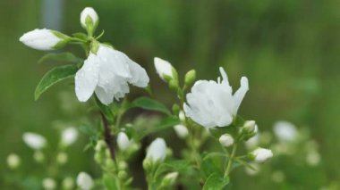 Rüzgarda hafifçe sallanan yağmur damlalarıyla bezenmiş beyaz çiçekli yasemin. Görüntü, hassas yaprakları ve köpüklü su damlalarını doğal bir arkaplanda yakalıyor..