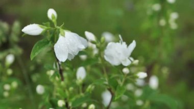 Rüzgarda hafifçe sallanan yağmur damlalarıyla bezenmiş beyaz çiçekli yasemin. Görüntü, hassas yaprakları ve köpüklü su damlalarını doğal bir arkaplanda yakalıyor..