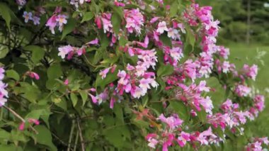 Rüzgarda hafifçe sallanan kırmızı yaz çiçekleri güzel ve huzurlu bir görüntüdür. Canlı ve zengin renklerde, bu çiçekler her yere hayat ve enerji getirir. Rüzgarla hareket ederlerken.