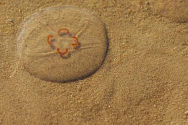 Close-up of a jellyfish partially submerged in shallow water on a sandy beach, revealing its distinct red floral pattern. The natural textures of sand and water add depth to the landscape. clipart