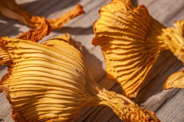 Detailed close-up of dried mushrooms, highlighting the intricate patterns and textures of the gills in natural sunlight. Shades of gold create a warm, organic feel. clipart