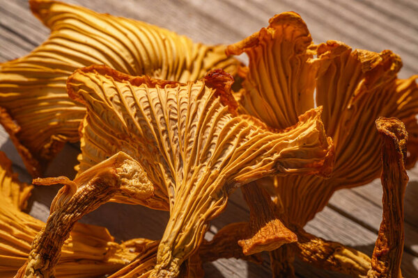 Detailed close-up of dried mushrooms, highlighting the intricate patterns and textures of the gills in natural sunlight. Shades of gold create a warm, organic feel.
