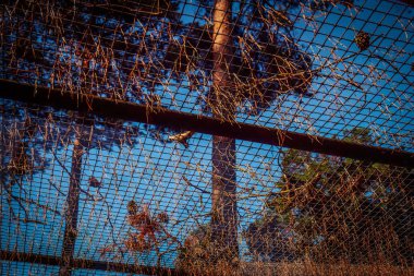 Kurumuş çam iğneleriyle kaplı ve güneş ışığıyla parlayan tel çitin manzarası. Uzun çam ağaçları ve berrak mavi bir gökyüzü çitin ötesinde görülebilir, dokulu bir doğa manzarası yaratır..