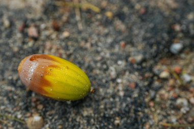 Detailed view of wet acorn lying on textured ground with small pebbles and dirt. The vibrant yellow and brown hues of the acorn stand out against the sandy surface, creating a natural and organic. clipart