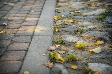 Tuğla kaldırımlarla çevrili bir kaldırım taşının yakın çekim görüntüsü. Düşen sarı yapraklar yere saçılmış, taşların arasında küçük çimenler yetişiyor. Görüntü sıcacık..