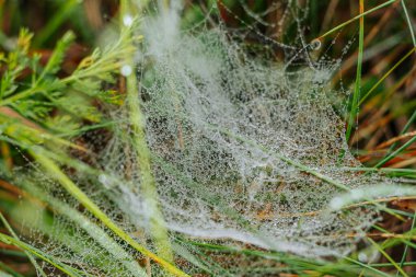 Parlak yeşil otlar ve bitkiler arasında örülmüş çiğ damlalarıyla parıldayan güzel bir örümcek ağı. İnce damlalar parıltılı bir etki yaratarak doğal ve ruhani bir sahne yaratıyor..