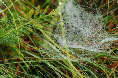 Parlak yeşil otlar ve bitkiler arasında örülmüş çiğ damlalarıyla parıldayan güzel bir örümcek ağı. İnce damlalar parıltılı bir etki yaratarak doğal ve ruhani bir sahne yaratıyor..