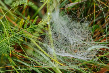 Parlak yeşil otlar ve bitkiler arasında örülmüş çiğ damlalarıyla parıldayan güzel bir örümcek ağı. İnce damlalar parıltılı bir etki yaratarak doğal ve ruhani bir sahne yaratıyor..