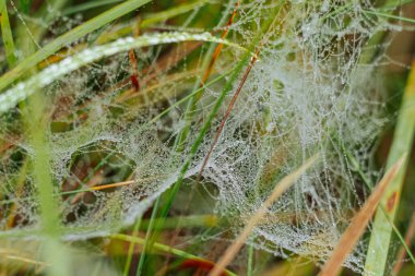Parlak yeşil otlar ve bitkiler arasında örülmüş çiğ damlalarıyla parıldayan güzel bir örümcek ağı. İnce damlalar parıltılı bir etki yaratarak doğal ve ruhani bir sahne yaratıyor..