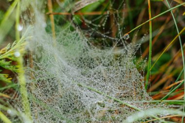 Parlak yeşil otlar ve bitkiler arasında örülmüş çiğ damlalarıyla parıldayan güzel bir örümcek ağı. İnce damlalar parıltılı bir etki yaratarak doğal ve ruhani bir sahne yaratıyor..