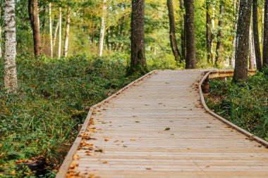 Dağınık sonbahar yapraklarıyla kaplı sık bir ormanda huzurlu bir tahta yol esiyor. Ağaçlar ve yeşilliklerle çevrili bu huzurlu patika doğada keşif ve sükuneti davet ediyor..