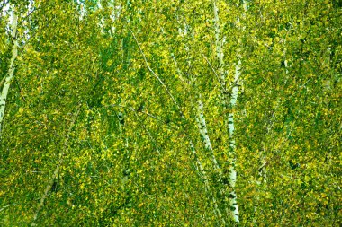 Yoğun yeşil huş ağaçlarının yakın plan görüntüsü. Beyaz kabukları zengin yapraklarla çevrili ve sonbahar sarısı renginde. Kuşlar görünür. Çerçeveyi bereketli yapraklar doldurur, canlı ve doğal bir yapı yaratır. 