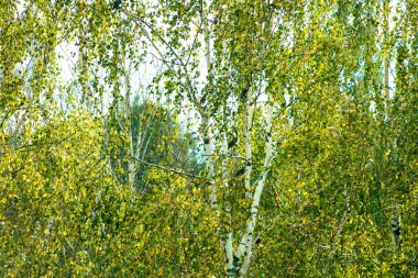Parlak, parçalı bulutlu gökyüzüne uzanan yapraklı dalları olan yemyeşil ağaçların manzarası. Doğal ışık canlı yeşilliği vurgular, taze ve barışçıl bir atmosfer yaratır..