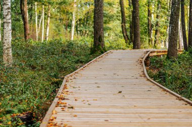 Dağınık sonbahar yapraklarıyla kaplı sık bir ormanda huzurlu bir tahta yol esiyor. Ağaçlar ve yeşilliklerle çevrili bu huzurlu patika doğada keşif ve sükuneti davet ediyor..