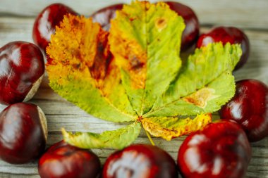 Kırsal bir ahşap yüzeyde duran yeşil ve sarı sonbahar yaprağının etrafına saçılmış parlak at kestaneleri. Dokuların ve renklerin karışımı sonbahar mevsiminin özünü yakalar..