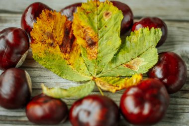 Kırsal bir ahşap yüzeyde duran yeşil ve sarı sonbahar yaprağının etrafına saçılmış parlak at kestaneleri. Dokuların ve renklerin karışımı sonbahar mevsiminin özünü yakalar..