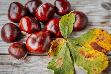 Kırsal bir ahşap yüzeyde duran yeşil ve sarı sonbahar yaprağının etrafına saçılmış parlak at kestaneleri. Dokuların ve renklerin karışımı sonbahar mevsiminin özünü yakalar..