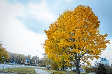 Dolambaçlı bir yol, tarlaları ve renkli sonbahar ağaçları olan manzaralı kırsal bir araziyi kesiyor. Arka planda bir huş ağacı ve çam ormanı yer almakta, gökyüzü bulutlu..