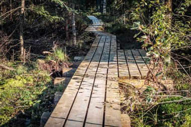 Güneşli, ahşap bir tahta yol bataklıktan geçiyor. Etrafı gururlu yeşillik ve bitkilerle çevrili. Yol gölgelere çıkıyor, aydınlık ve karanlık bölgeler arasında bir kontrast oluşturuyor..
