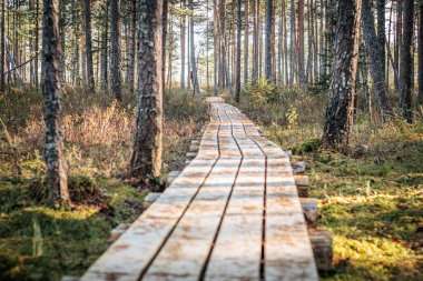 Güneşli, ahşap bir tahta yol bataklıktan geçiyor. Etrafı gururlu yeşillik ve bitkilerle çevrili. Yol gölgelere çıkıyor, aydınlık ve karanlık bölgeler arasında bir kontrast oluşturuyor..