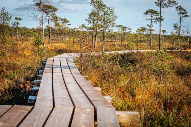 Güneşli, ahşap bir tahta yol bataklıktan geçiyor. Etrafı gururlu yeşillik ve bitkilerle çevrili. Yol gölgelere çıkıyor, aydınlık ve karanlık bölgeler arasında bir kontrast oluşturuyor..