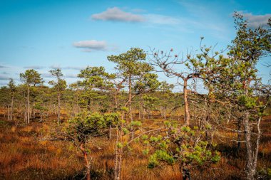 Bataklık, küçük çam ağaçları ve sonbahar manzarasının güzelliğini vurgulayan parlak altın otlarla manzaralı bir manzara. Yumuşak güneş ışığı, mavi gökyüzünün altında yüzüyor..