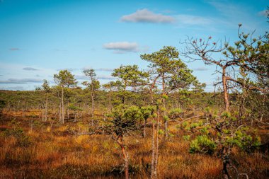 Bataklık, küçük çam ağaçları ve sonbahar manzarasının güzelliğini vurgulayan parlak altın otlarla manzaralı bir manzara. Yumuşak güneş ışığı, mavi gökyüzünün altında yüzüyor..
