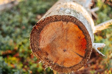 Düşen ağaç gövdesi kaba ve küçük gövdeli sıcak güneş ışığıyla aydınlatılır. Yoğun yeşillik ve ormanaltı ormanları arasında yer alır ve doğal dokular sergilenir. Sahne vurgulanıyor.