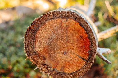 Düşen ağaç gövdesi kaba ve küçük gövdeli sıcak güneş ışığıyla aydınlatılır. Yoğun yeşillik ve ormanaltı ormanları arasında yer alır ve doğal dokular sergilenir. Sahne vurgulanıyor.