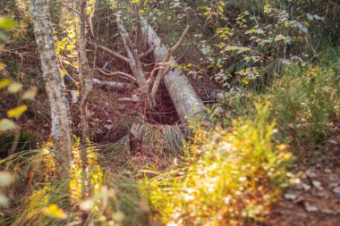 Düşmüş bir ağaç gövdesinin yoğun yeşillik ve çalılıklarla çevrili olduğu güneşli bir orman sahnesi. Yumuşak güneş ışığı ağaçların arasından süzülüp yeşilliği aydınlatıyor. Bulanık önplan derinlik ekler.