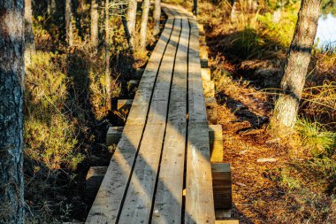 Güneşli, ahşap bir tahta yol bataklıktan geçiyor. Etrafı gururlu yeşillik ve bitkilerle çevrili. Yol gölgelere çıkıyor, aydınlık ve karanlık bölgeler arasında bir kontrast oluşturuyor..