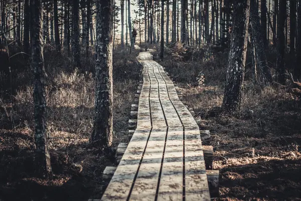 Güneşli, ahşap bir tahta yol bataklıktan geçiyor. Etrafı gururlu yeşillik ve bitkilerle çevrili. Yol gölgelere çıkıyor, aydınlık ve karanlık bölgeler arasında bir kontrast oluşturuyor..