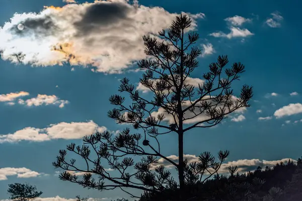  A serene scene of tall pine trees next to a calm lake, with soft sunlight illuminating the branches. The clear sky and tranquil water create a peaceful atmosphere. Some copy space in the sky.