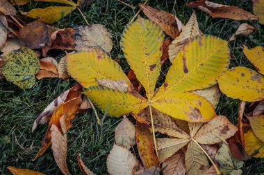 Autumn leaves and chestnuts have fallen in the grass. clipart