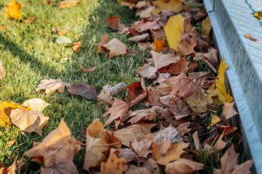 Bright autumn leaves lie on a wooden fence next to a quiet path leading to a cozy house surrounded by colorful seasonal foliage. Perfect for fall and country themes. clipart