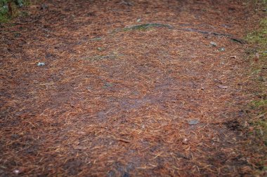 Doğal ve huzurlu bir ortamda yüksek ağaçlarla çevrili, düşen çam iğneleriyle kaplı huzurlu bir orman yolu. Açık hava ve doğa temaları için mükemmel..
