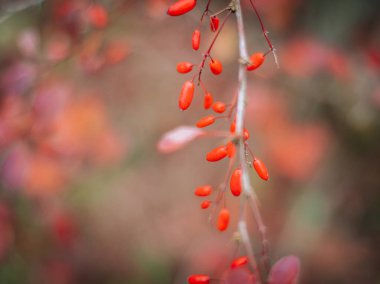 Narin bir daldan sarkan küçük kırmızı böğürtlenler. Yumuşak ve bulanık arka planda solmuş yeşiller ve kırmızılar. Sonbaharda doğanın canlı detayları.