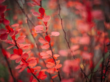 Yumuşak ve bulanık bir arkaplanı olan bir dalda parlak kırmızı yaprakların yakın çekimi. Yaprakların ince ayrıntıları sıcak ve canlı bir kompozisyon oluşturuyor..