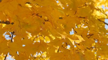 Renkli sarı ve kırmızı akçaağaç yapraklarının rüzgarda dalgalandığı canlı bir sahne sonbaharın güzelliğini gözler önüne seriyor. Mevsimlik tema için mükemmel