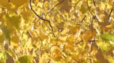 Bir huş ağacı videosu. Rüzgarda sallanan parlak sarı yapraklar. Kimisi nazikçe yere düşüyor..