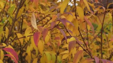 Kırmızı ve sarı yapraklı canlı bir çalı rüzgarda hafifçe sallanarak sonbaharın özünü yakalıyor. Mevsimlik ya da doğa temalı projeler için mükemmel.