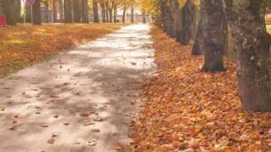 Kaldırıma saçılmış, rüzgarda hafifçe sallanan, ağaçlara yapışmış canlı akçaağaç yapraklarıyla sakin bir düşüş videosu. Mevsimlik projeler için mükemmel.