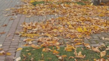 Kaldırıma saçılmış, rüzgarda hafifçe sallanan, ağaçlara yapışmış canlı akçaağaç yapraklarıyla sakin bir düşüş videosu. Mevsimlik projeler için mükemmel.