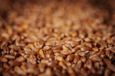 Sıcak, topraksı tonları ve yumuşak ışıklandırması olan, doğal dokuyu ve organik detayları gösteren ham tahılın detaylı yakın çekimi. Görünür bir logo ya da marka yok.