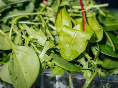 Plastik bir kabın içinde ıspanak ve roka da dahil taze salata yeşillikleri yakın plan. Parlak renkler ve dokular doğal tazeliği vurgular..