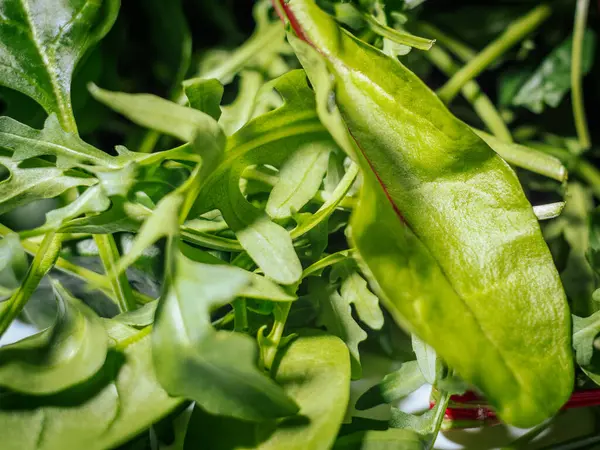 Plastik bir kabın içinde ıspanak ve roka da dahil taze salata yeşillikleri yakın plan. Parlak renkler ve dokular doğal tazeliği vurgular..