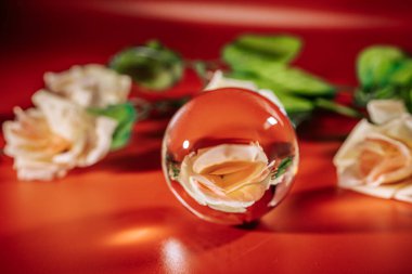  Zarif bir krem rengi gül cam bir küreye yansıtılır, etrafını saran güller ve koyu kırmızı arka planda yeşil yapraklar. Kırılma gerçeküstü bir etki yaratıyor. Kopyalama alanı dahil.