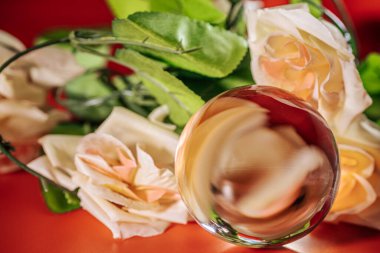  Zarif bir krem rengi gül cam bir küreye yansıtılır, etrafını saran güller ve koyu kırmızı arka planda yeşil yapraklar. Kırılma gerçeküstü bir etki yaratıyor. Kopyalama alanı dahil.